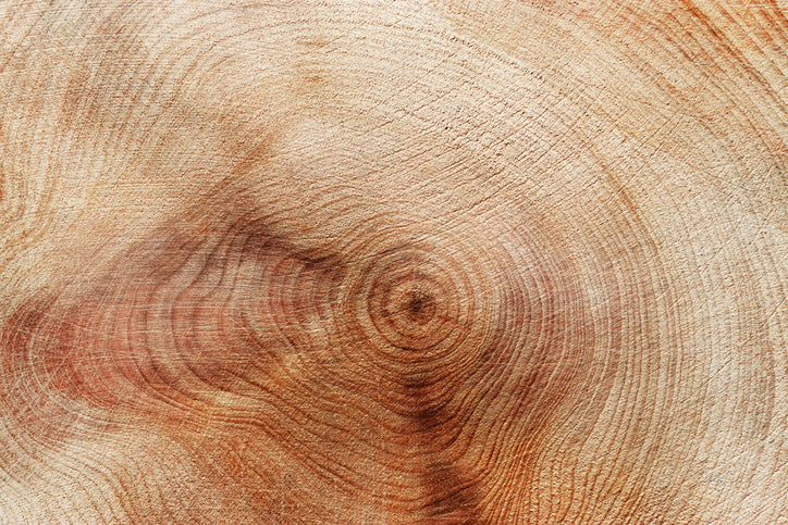 Close-up of a tree stump with visible growth rings