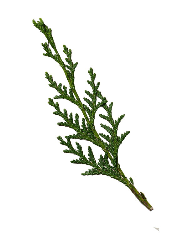 Green branch of a coniferous tree