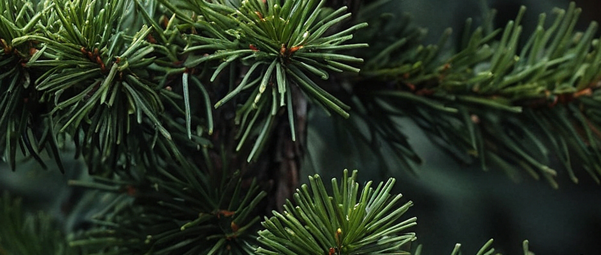 Close-up of pine tree branches with green needles