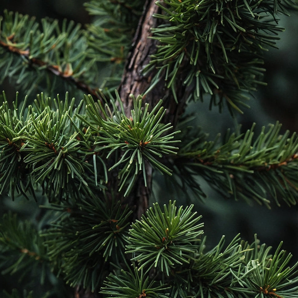 Close-up of pine tree branches with a dark background