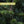 Close-up of cedar branches with a label 'Cedar Sport Scent' on a blurred green background - Papatui Men's Care