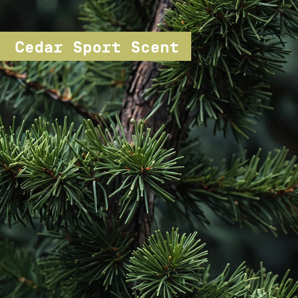 Close-up of cedar branches with a label 'Cedar Sport Scent' on a blurred green background - Papatui Men's Care