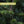 Close-up of cedar branches with a label 'Cedar Sport Scent' on a blurred green background - Papatui Men's Care