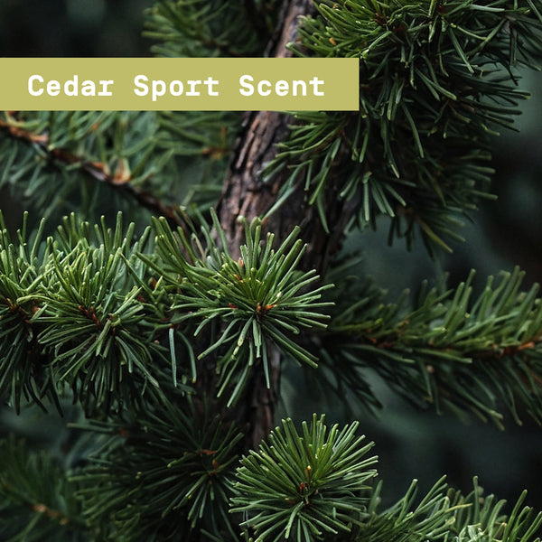Close-up of cedar branches with a label 'Cedar Sport Scent' on a blurred green background - Papatui Men's Care