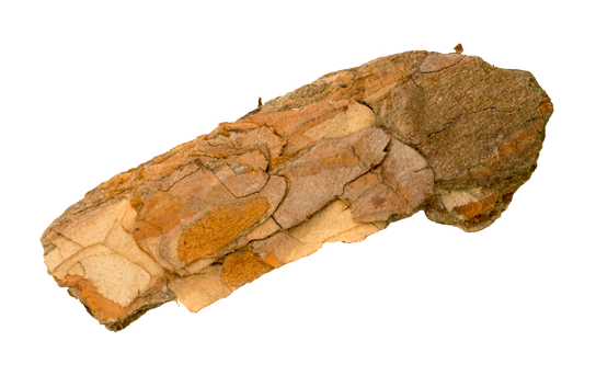 Brown tree bark