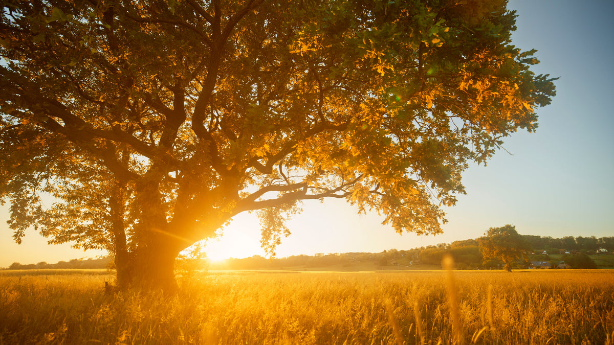 Sunset behind a large tree in a field