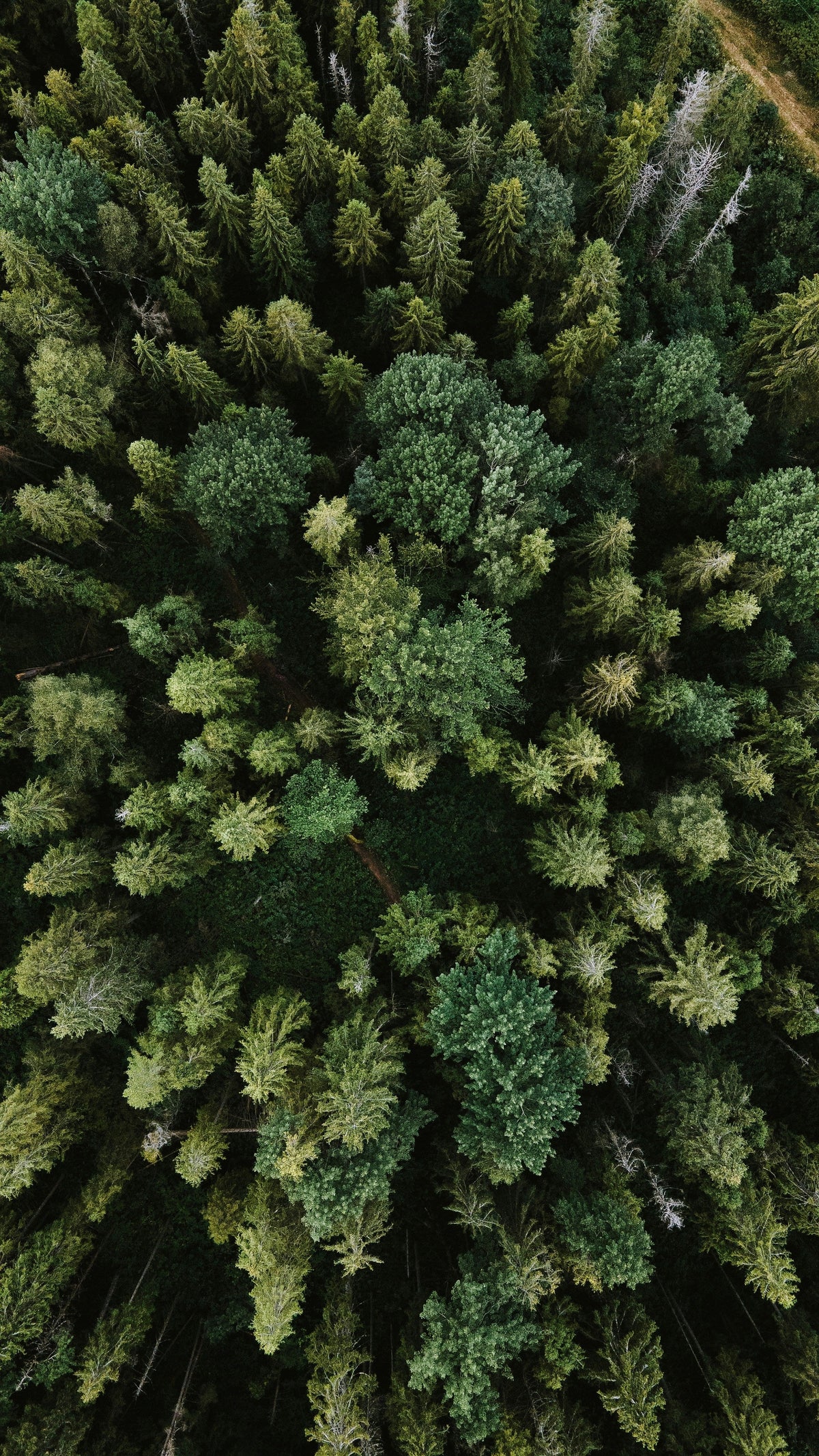 Aerial view of a dense forest with green trees.